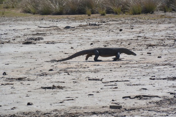 komodo national park