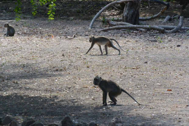 komodo national park