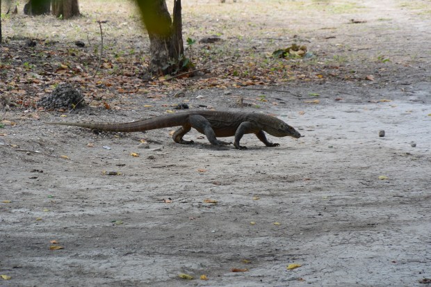komodo national park