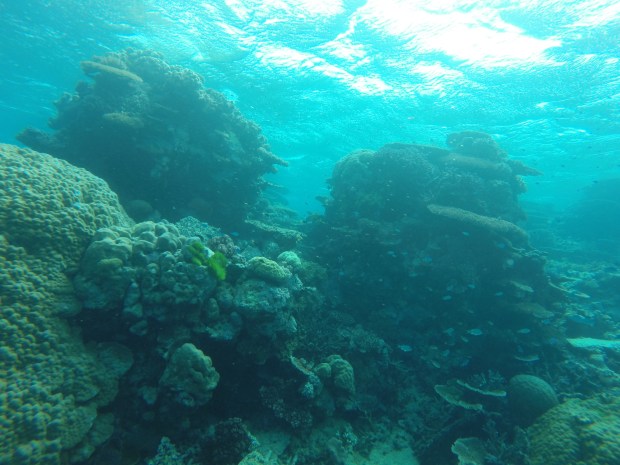 diving the great barrier reef