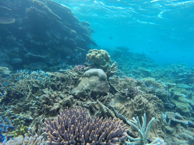 diving the great barrier reef