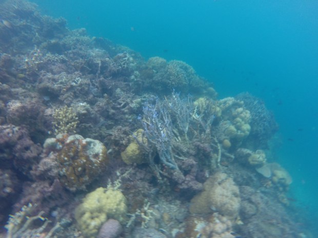 coron busuaga philippines