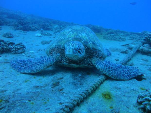 scuba diving hawaii