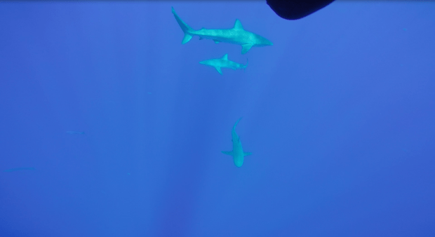 Screen Shot 2015-07-09 at 12.54.02 PM