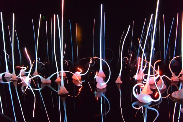 chuhily garden and glass