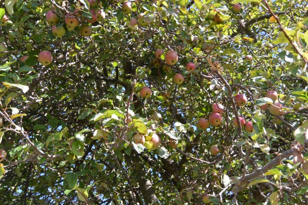 discovery park seattle