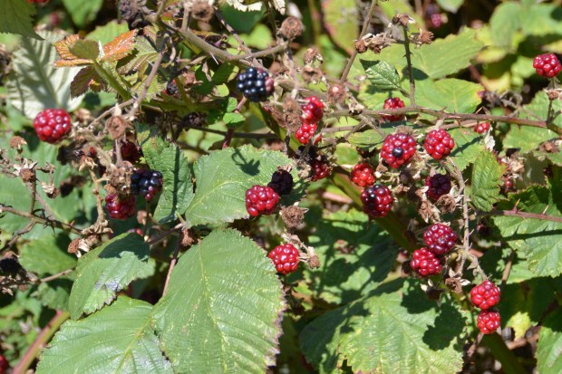 discovery park seattle